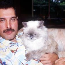 freddie mercury&#039;s cats in a trench coat