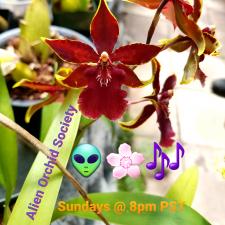 Alien Orchid Society