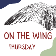 On The Wing (Thursday)