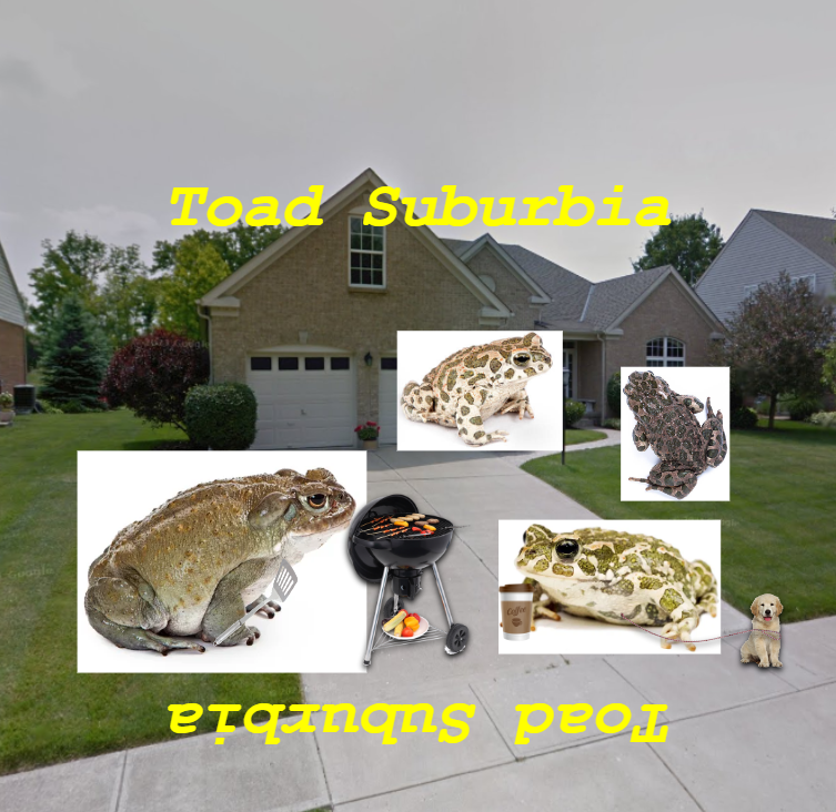 Toad Suburbia cover